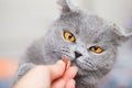 Give treats to a British cat. Feed the animal with your hand. Gray cat looks at the yummy food