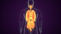 3d rendered illustration of a  body shape with organs Royalty Free Stock Photo