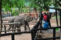 Gives milk for baby elephants in ath athuru sewana udawalawa,srilanka 2012