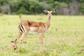 Giving Birth 1 - The Nyala - Tragelaphus angasii