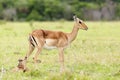 Giving Birth 2 - Nyala - Tragelaphus angasii