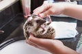 Giving a pet hedgehog a bath in a sink