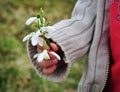 Giving spring snowdrops Royalty Free Stock Photo