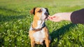 Giving a treat to a dog outdoors.