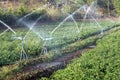 Giving water by spinkler to crops in field