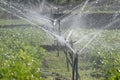 Giving water by spinkler to crops in field