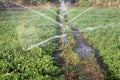 Giving water by spinkler to crops in field