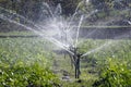 Giving water by spinkler to crops in field