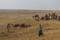 Camels wearing colorful saddle blankets wait for riders on sand covered with litter