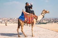 Bedouin sitting on a camel near the Egyptian pyramids