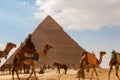 Tourist bustle with camels and people in front of a pyramid