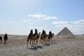 GIZA/EGYPT, NOVEMBER 30, 2018: several camels, tourists and a camel guide next to the puyramids