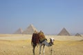 Giza Pyramids with Egyptian Camel Royalty Free Stock Photo