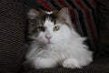 Gizmo the Maine Coon Royalty Free Stock Photo