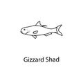 gizzard shad icon. Element of marine life for mobile concept and web apps. Thin line gizzard shad icon can be used for web and mob