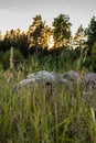 Glacial boulders in the grass at sunset. Royalty Free Stock Photo