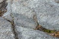 Glacial grooves in granite bedrock on Mt. Kearsarge, New Hampshire.