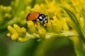 Glacial Lady Beetle - Hippodamia glacialis Royalty Free Stock Photo