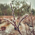 glaciation on plants Royalty Free Stock Photo