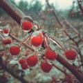 glaciation on plants Royalty Free Stock Photo