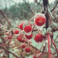 glaciation on plants Royalty Free Stock Photo