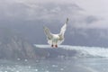 Glacier Bay Seagull flying in Alaska