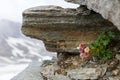 Glacier Buttercup, alpine flower in pink growing on high mountain at Stubai glacier in Tyrol, Austria