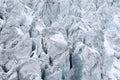 Glacier crowfoot in the Swiss Alps