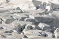 Glacier crowfoot in the Swiss Alps