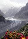 Glacier and flowers Royalty Free Stock Photo