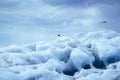 Glacier iceberg with seagulls. Iceland