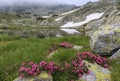 Glacier lake, high mountains and stunning pink rhododendron flowers Royalty Free Stock Photo