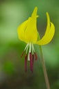 Glacier lily