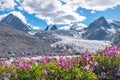Glacier mountains fireweed chamomile flowers summer Royalty Free Stock Photo