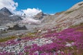 Glacier mountains willow tea chamomile flowers river summer Royalty Free Stock Photo