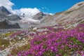 Glacier mountains willow tea chamomile flowers river summer Royalty Free Stock Photo