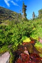 Glacier National Park Hillside Stream