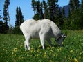 Glacier national park