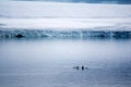 Glacier and walruses on a small ice floe