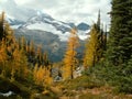 Glaciers and larches at Earl Grey Pass