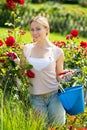 Blond woman taking care of red rose bushes Royalty Free Stock Photo