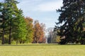 Glade in autumn park among of conifers and deciduous trees Royalty Free Stock Photo