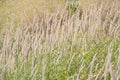 Glade of beige and pale violet decorative fluffy spikelets