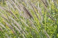 Glade of beige and pale violet decorative fluffy spikelets sways in the wind