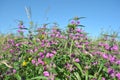 Glade of bllooming pink Salvia officinalis garden, common or culinary sage flowers with some yellow buds on backdrop