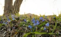 A glade with blooming blue primroses, covered with sunbeams of spring sun