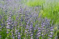 Glade of blooming lavender flowers