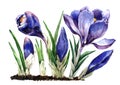 Glade with blooming spring flowers of crocuses. Flower composition primroses cute snowdrops.