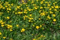 Glade with blooming yellow dandelions lat. Taraxacum among green foliage in spring Royalty Free Stock Photo