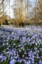 Glade of blue flowers and willows